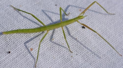 Réf. 305 361 : Clonopsis gallica